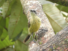 Chalcomitra senegalensis