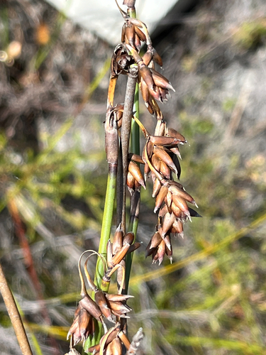 Common Jumblereed (Restio egregius)