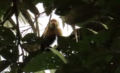 Cebus capucinus