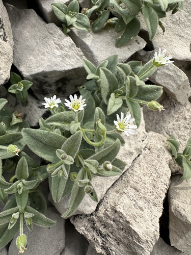 American Stitchwort (Hesperostellaria americana)