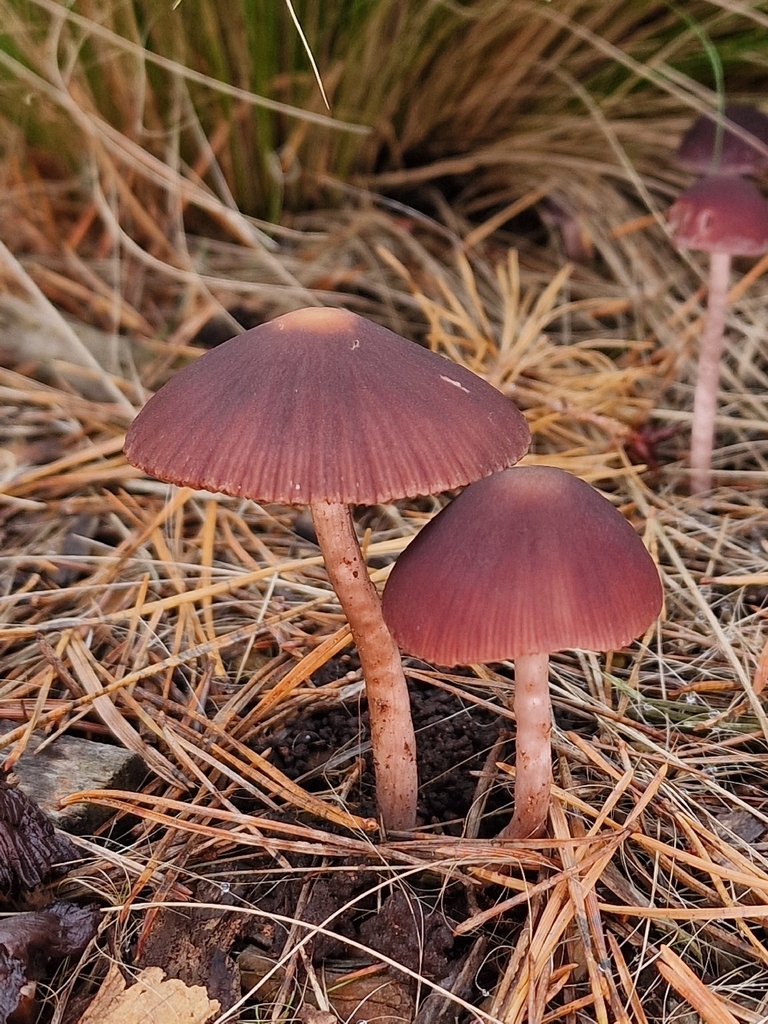 Psathyrella bipellis · November 2025 · photo: © lukas_l (iNaturalist, cc-by)
