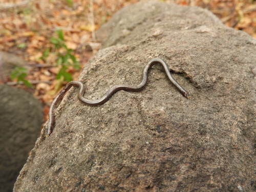 Photo of a Epictia resetari (Epictia resetari)