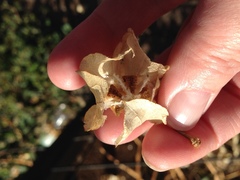 Nicandra physalodes