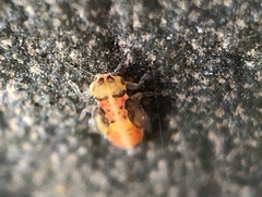 Eucalyptolyma maideni