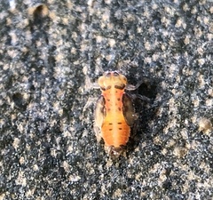 Eucalyptolyma maideni