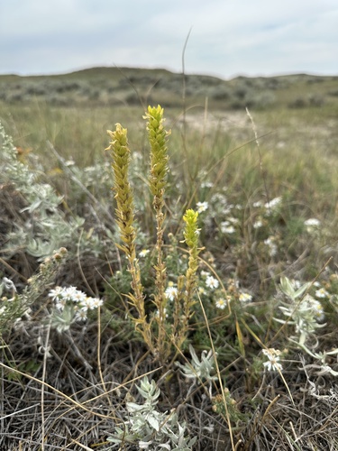 yellow owl's-clover (Orthocarpus luteus)
