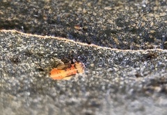 Eucalyptolyma maideni