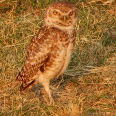 Athene cunicularia