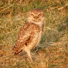 Athene cunicularia