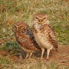 Athene cunicularia