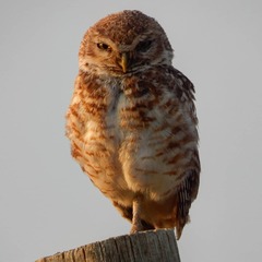 Athene cunicularia