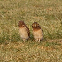 Athene cunicularia