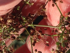 Magnoliopsida