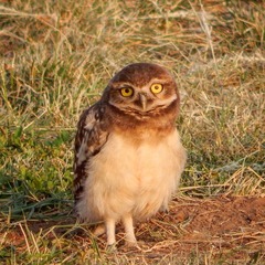 Athene cunicularia