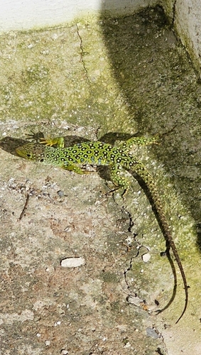 Avistamiento Lagarto ocelado (fardacho)
