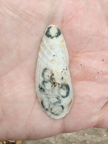 Barnea candida