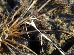 Sporobolus aculeatus