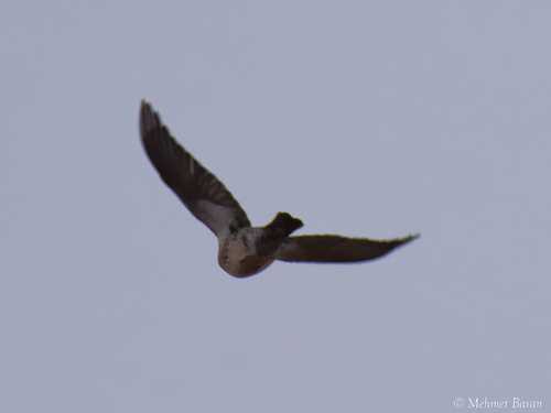 Fieldfare