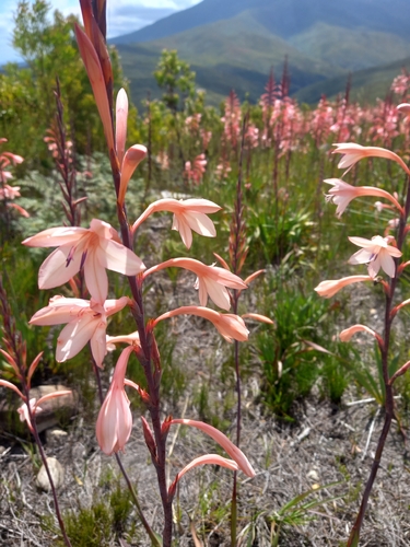Forked Watsonia (Watsonia fourcadei)