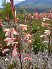(c) Christiaan Viljoen, some rights reserved (CC BY) Watsonia fourcadei, photograph (c) Christiaan Viljoen, some rights reserved (CC BY)