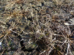 Sporobolus aculeatus