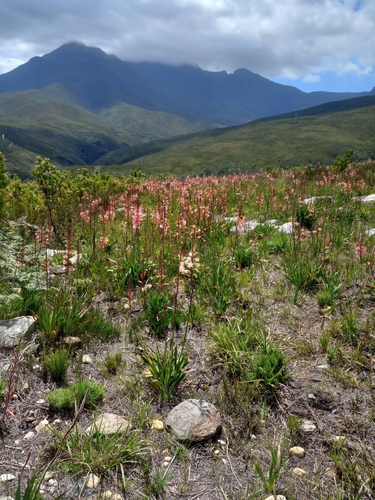 Watsonia fourcadei, photograph 5