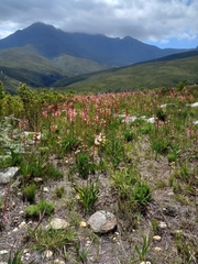 (c) Christiaan Viljoen, some rights reserved (CC BY) Watsonia fourcadei, photograph (c) Christiaan Viljoen, some rights reserved (CC BY)