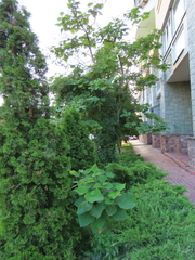 Catalpa ovata, photograph (c) Oleksandr Shynder, some rights reserved (CC BY)