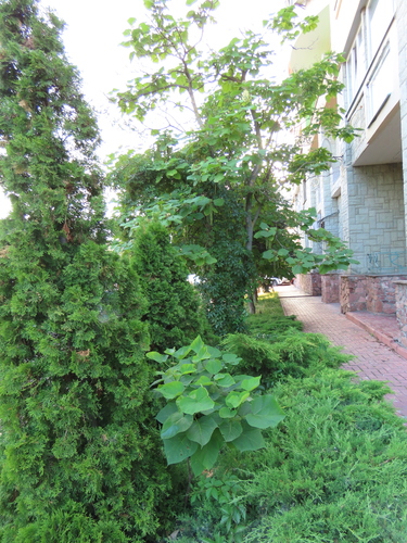 Catalpa ovata, photograph 5