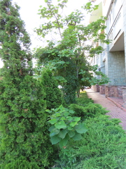Catalpa ovata, photograph (c) Oleksandr Shynder, some rights reserved (CC BY)