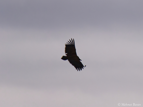 Cinereous Vulture