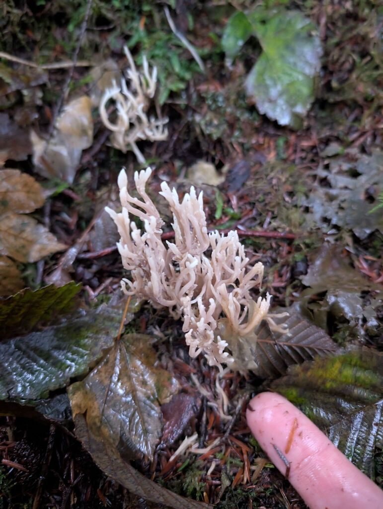 Clavulina sp. 'cinerea-PNW02' · November 2025 · photo: © michaelshan (iNaturalist, cc-by-nc)