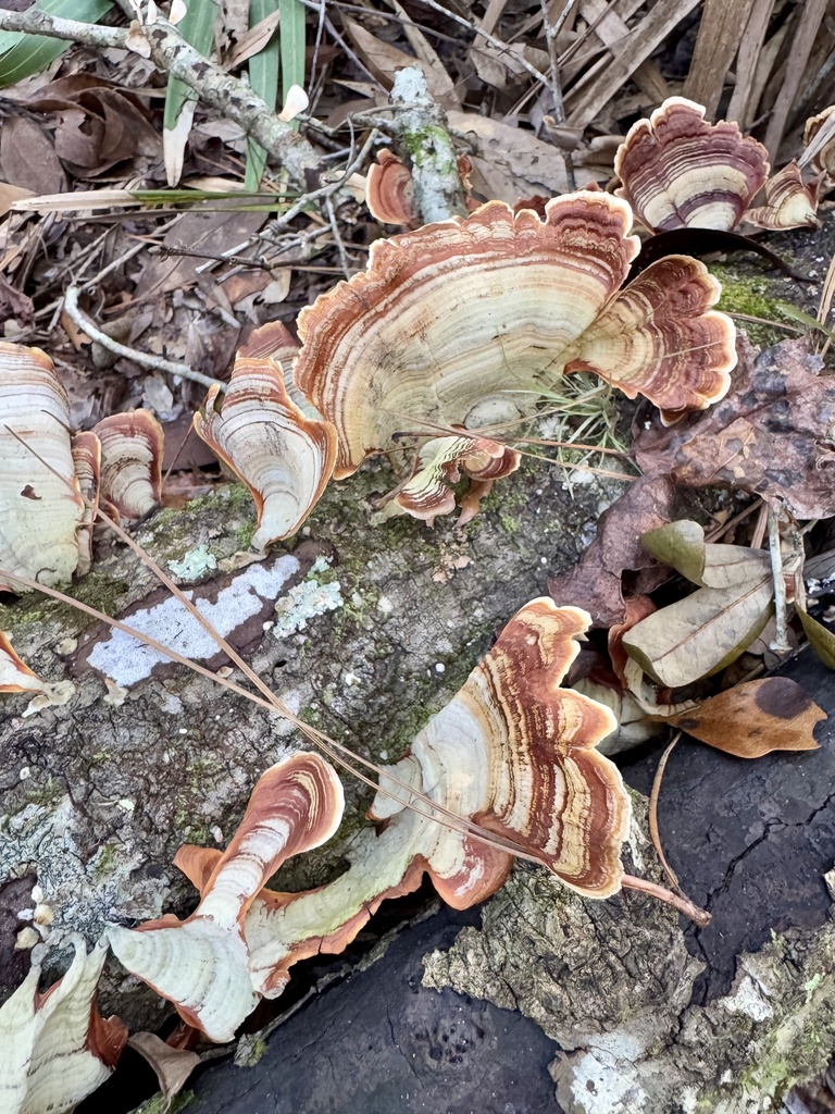 Stereum lobatum · November 2025 · photo: © kguin (iNaturalist, cc-by)