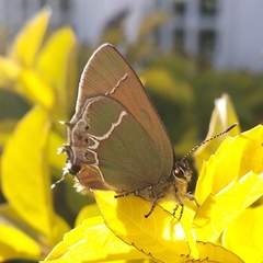 Callophrys xami xami