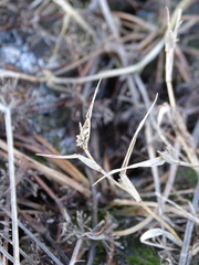 Sporobolus aculeatus