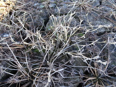 Sporobolus aculeatus