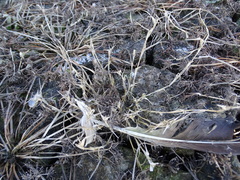 Sporobolus aculeatus