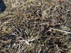 Sporobolus aculeatus