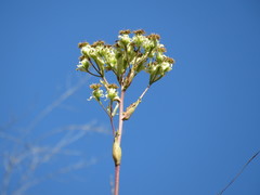 Psacalium platylepis