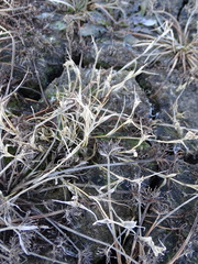 Sporobolus aculeatus