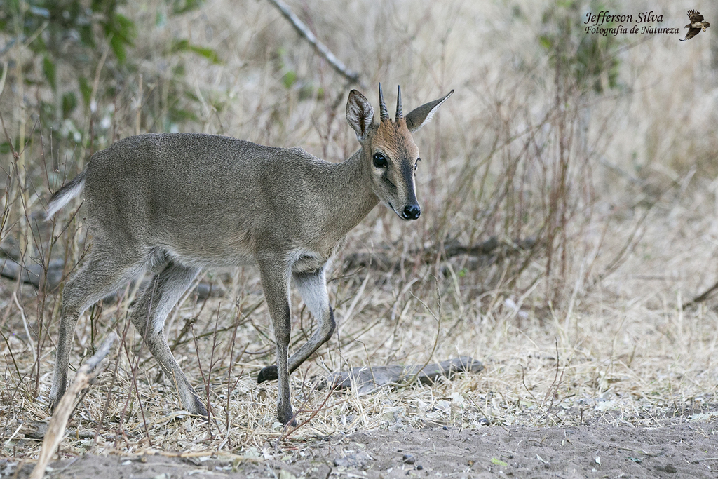 Sylvicapra grimmia caffra, Parque Nacional Kruger, África do Sul, by jefferson_silva