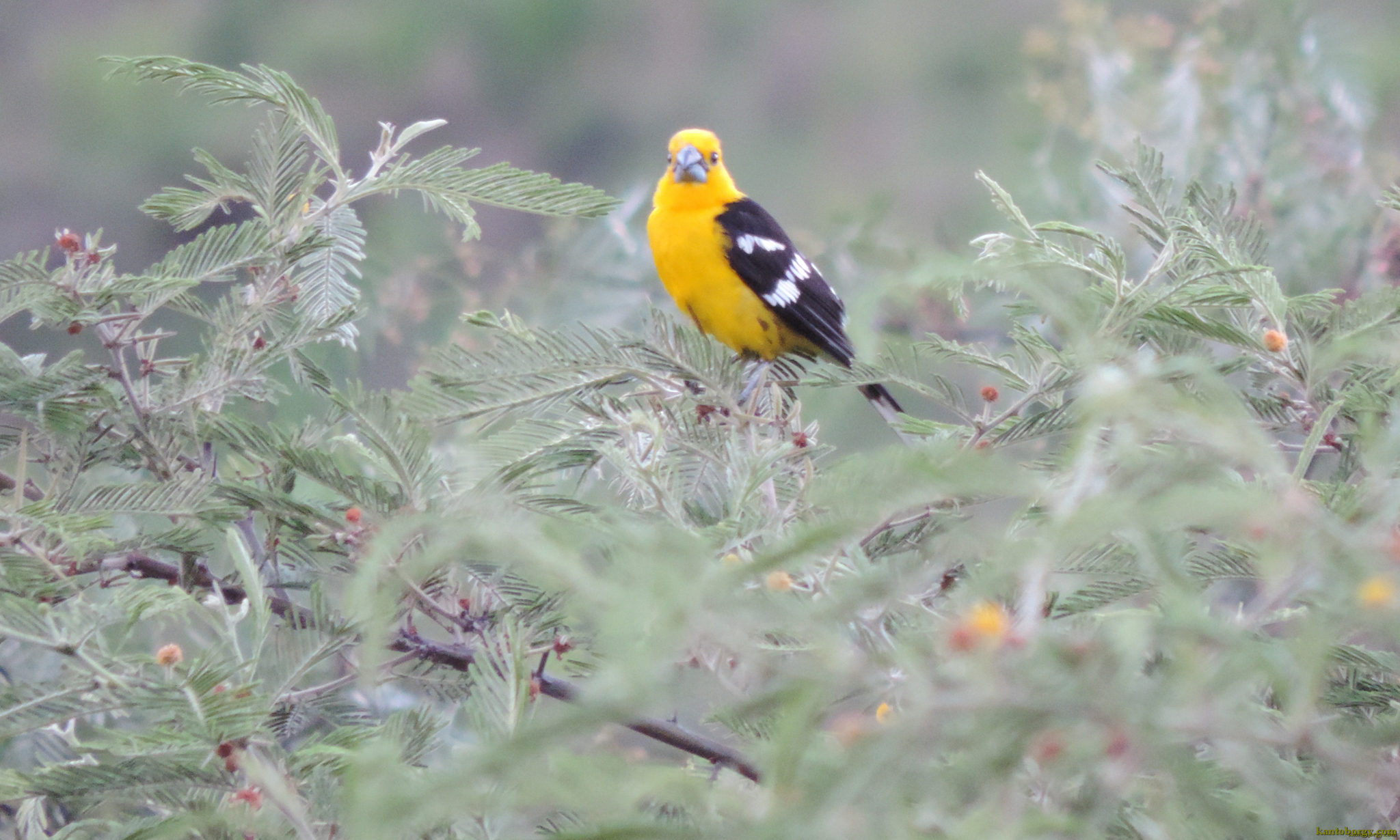 Pheucticus chrysogaster image