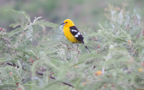 Cardinalidae image