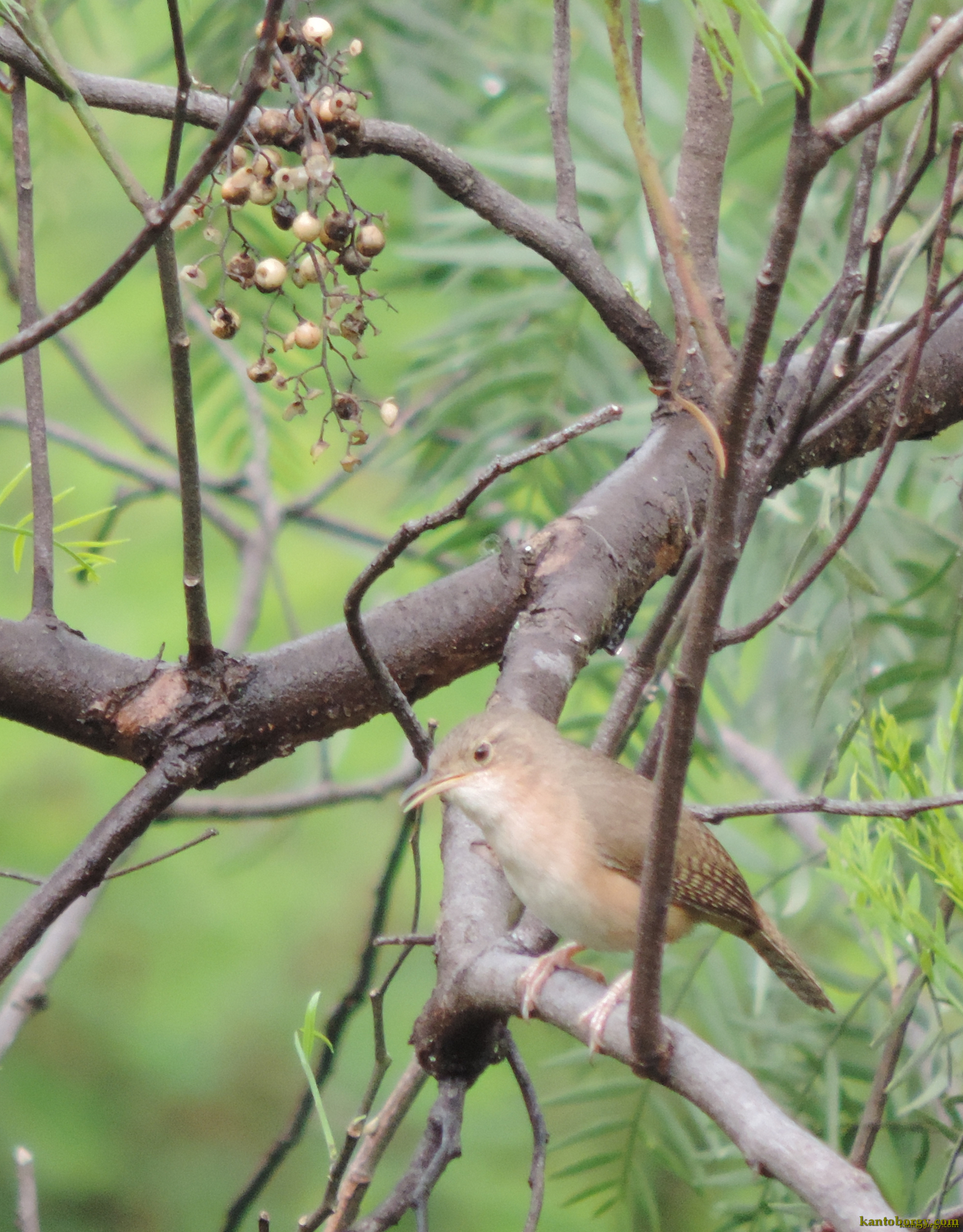 Troglodytes image