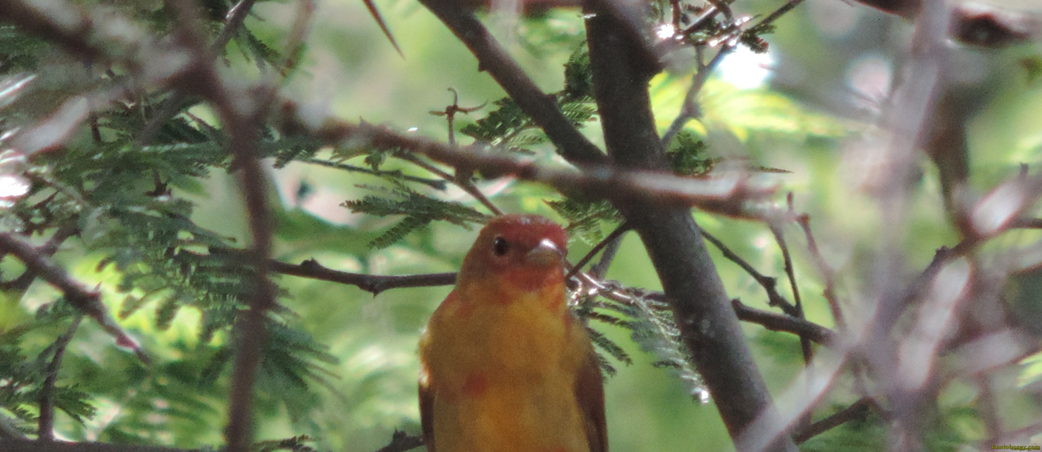 Cardinalidae image