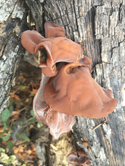 Auricularia angiospermarum image