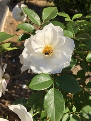 Apis mellifera