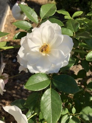 Apis mellifera