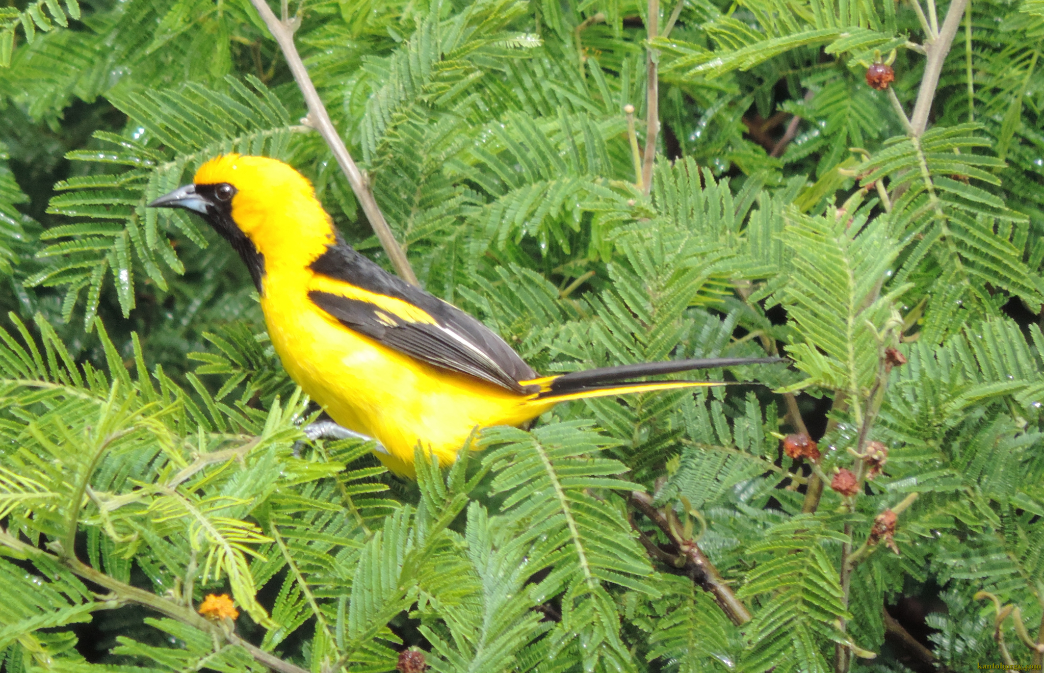Icterus image
