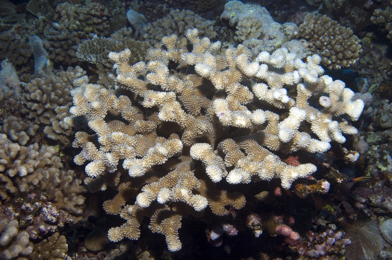 Pocillopora woodjonesi